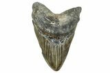 Serrated, Fossil Megalodon Tooth - North Carolina #348253-1